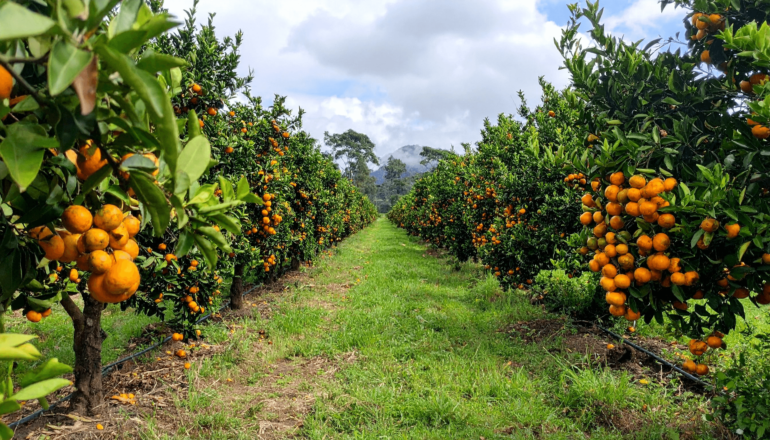 Geniş açı meyve bahçesi