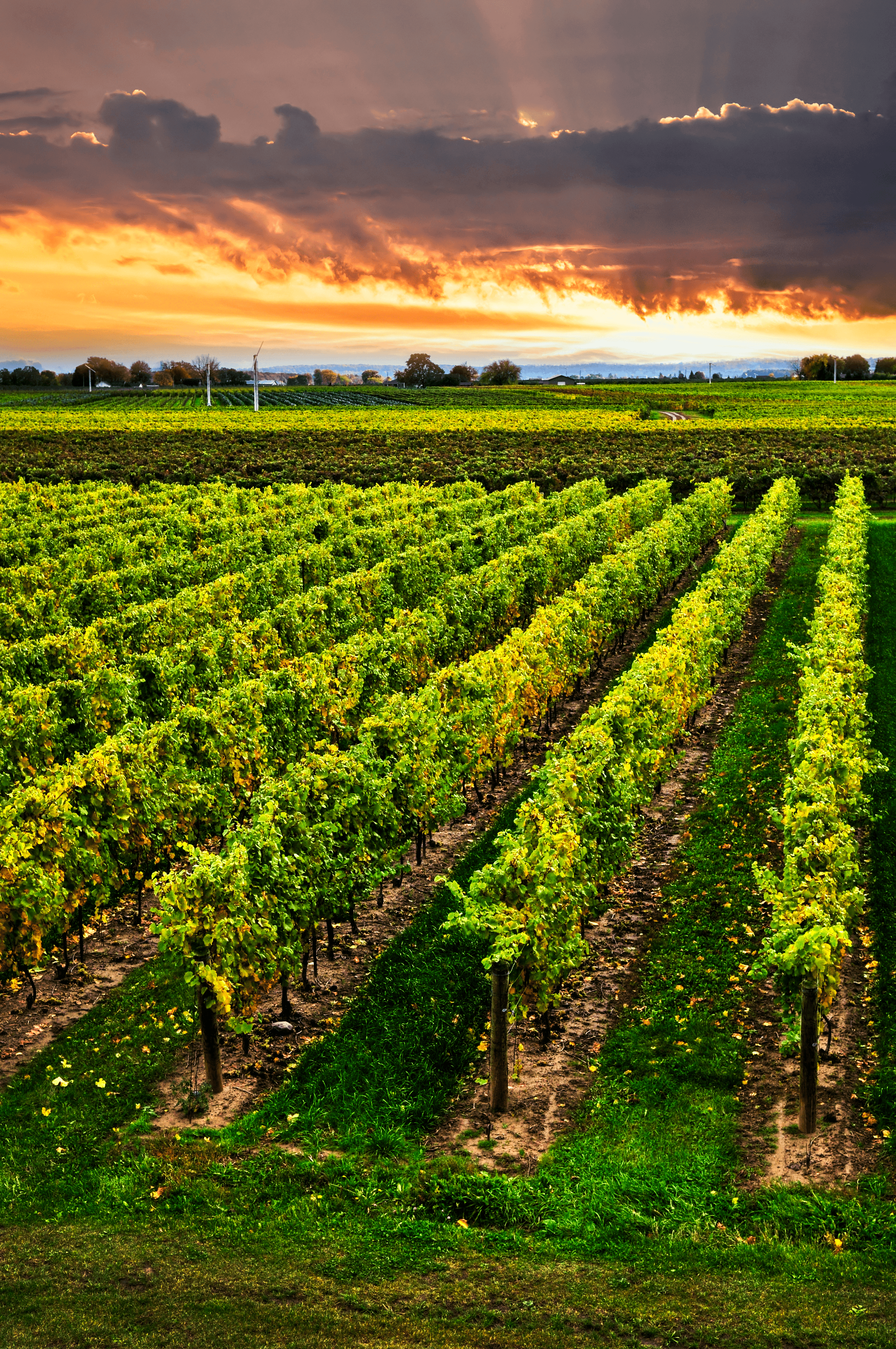 Üzüm bağları geniş perspektif