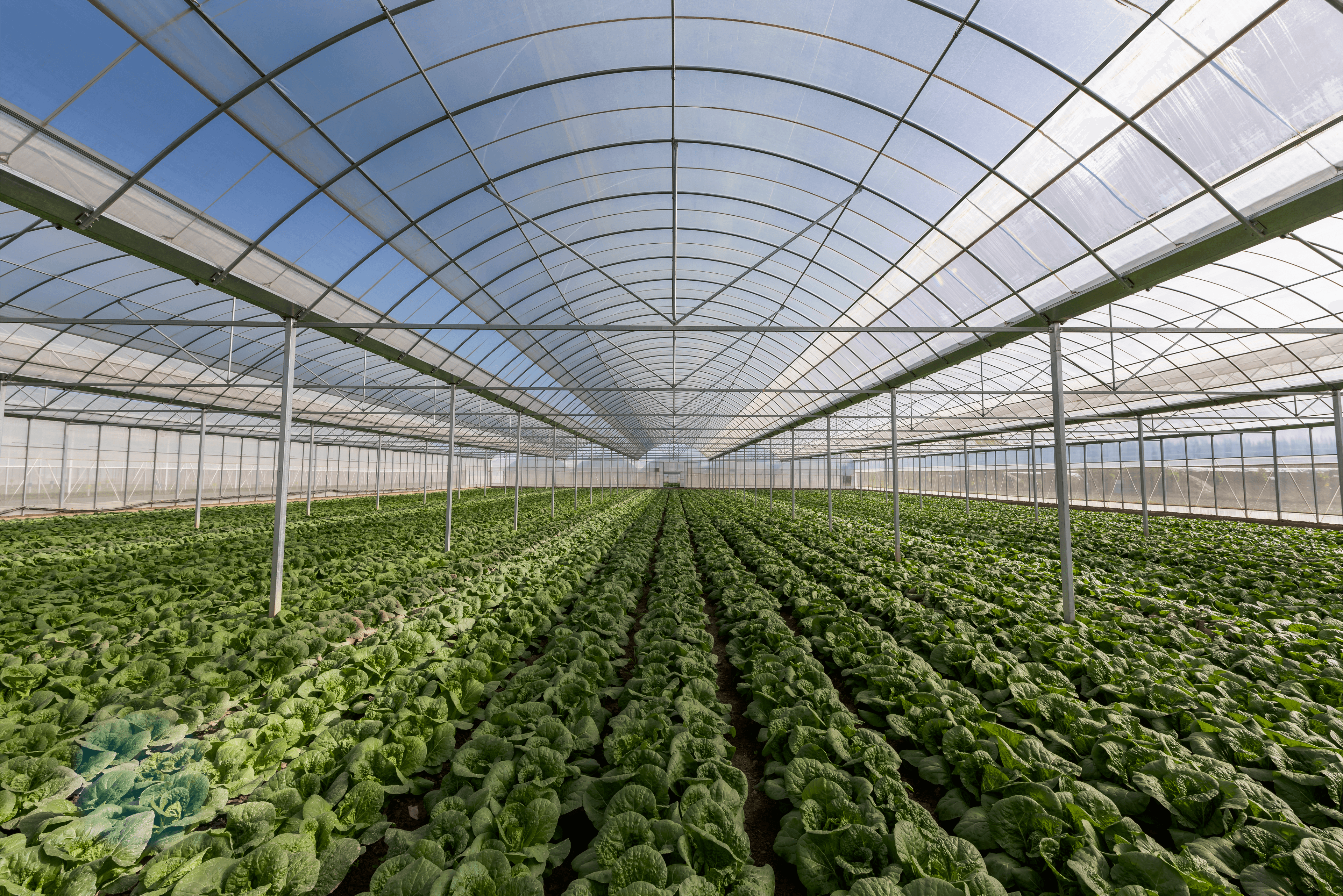 Modern sera iç mekânı