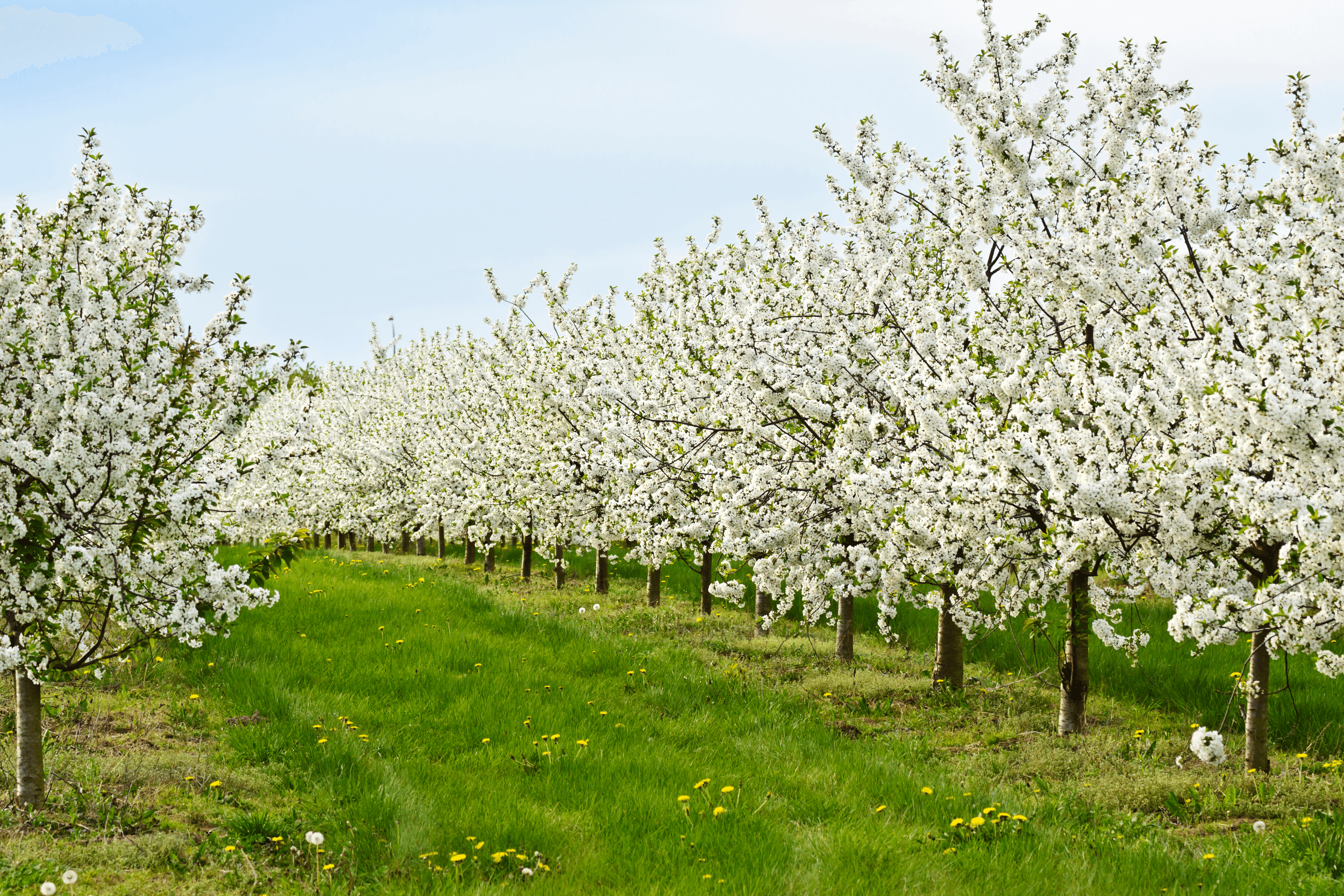 Meyve bahçesi görüntüsü